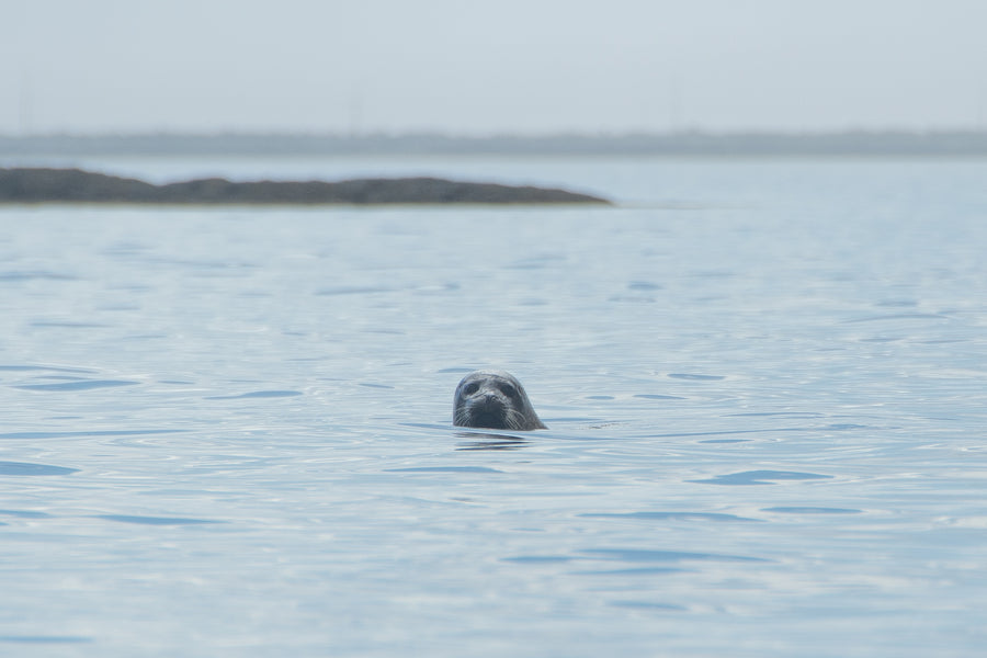 Sea Kayak Tour nova scotia best seal