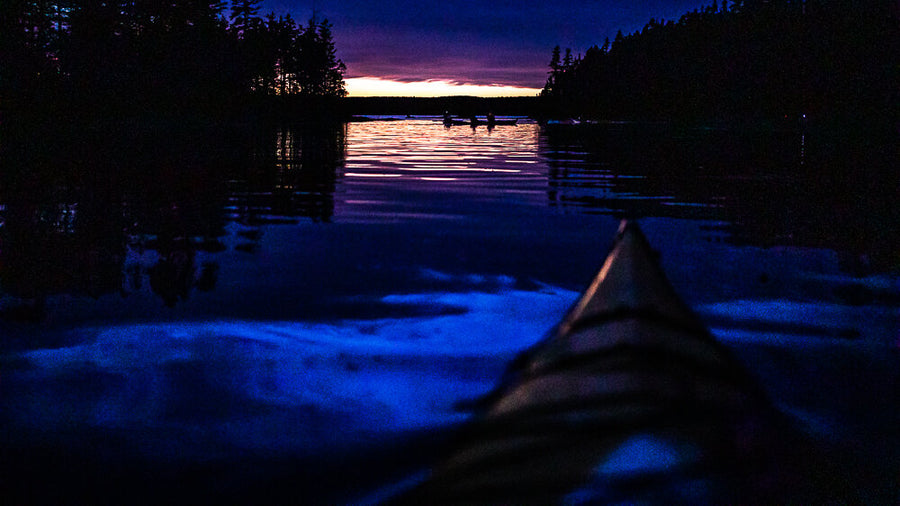 bioluminescence tour canada