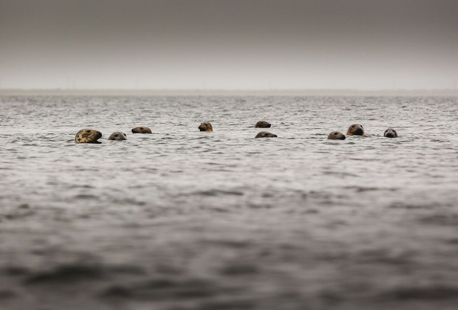 Kayak Tour Seals