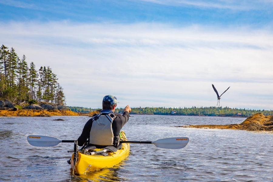 Kayak Tour Wildlife